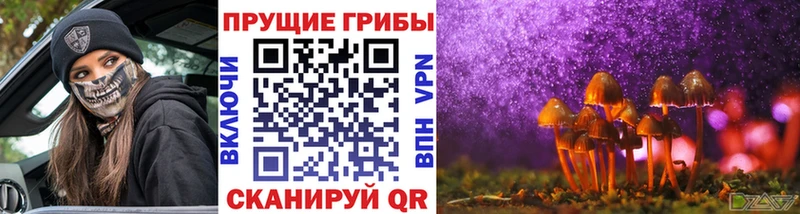 как найти наркотики  Болгар  Псилоцибиновые грибы Cubensis 